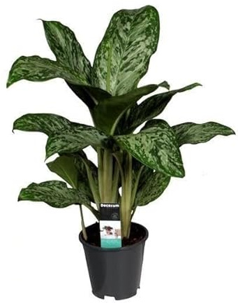 Aglaonema Greenlight (Decorum) - 50-60cm - Ø17cm - Pianta d'appartamento - Sempreverde