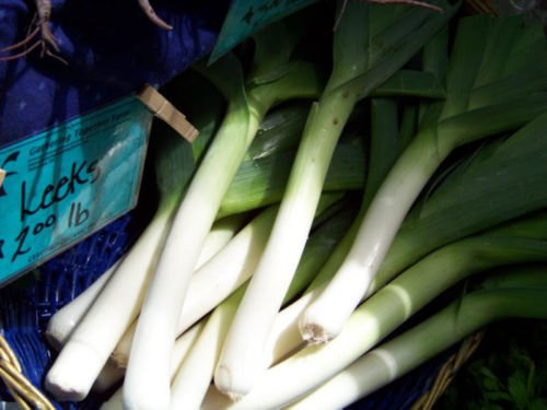 Leek - Large American Flag Porree - 400 Seeds : Only Seeds