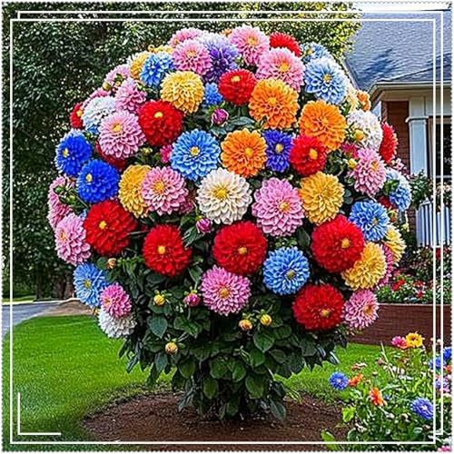 Grazia Dalia,Decorativi,molto grande,resistente all'inverno,decorazione eccellente,facile da curare,bellissima,Rare.-2tuberi-D