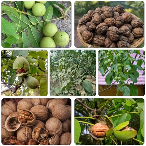 walnussbaum walnusskerne - grünpflanzen zimmerpflanzen gartenkräuter balkon deko nüsse kräutersamen kräuterpflanzen balkonpflanzen kräutergarten biosaatgut winterharte stauden 9samen