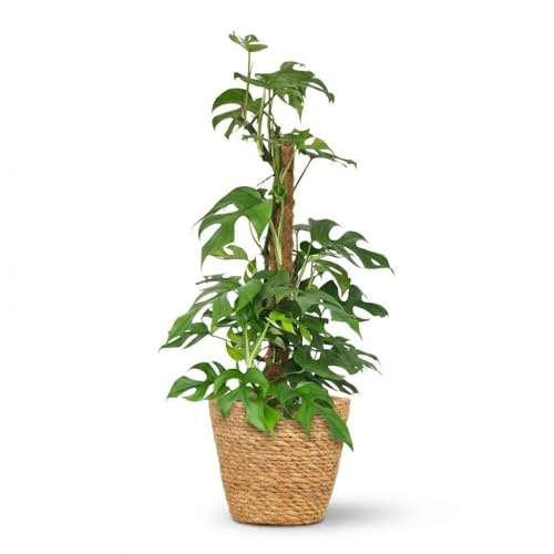 Monstera Minima con Tutore in Muschio e Cestino, da Interno, Verde, 90cm