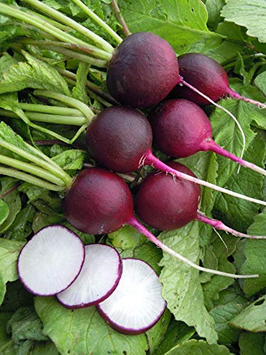 300 Graines de Radis Rond Violet - légumes ancien - semences paysannes reproductibles - SemiSauvage