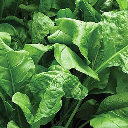 Welldales 50 Winter Perpetual Spinach Seeds Autumn Vegetable UK Spinacia Oleracea Leaf Veg