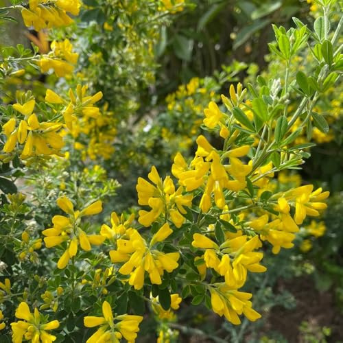 ginstersamen schattenpflanzen ginster frühlingsblume, bio blumenbeet balkon deko 200pcs