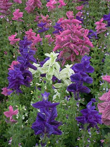 50 Clary Crown Bouquet Mixed Seeds - Clary Sage - Salvia Horminum - 50 Seeds