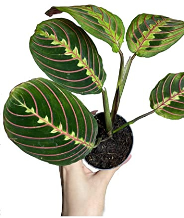 Maranta Tricolor Planta Natural de Interior Fácil de Mantener