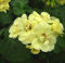 Semillas de flores de geranio gigante amarillas