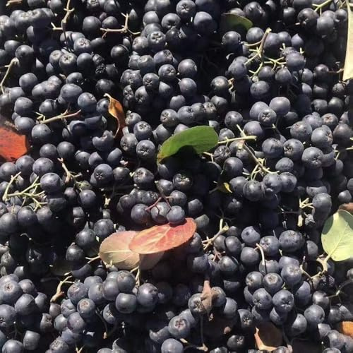 semi di aronia colonna decorazione ufficio Letti elevati giardino 200pcs