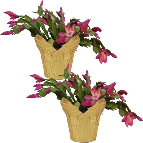 Live Flowering Zygocactus - Red, 2 Pack- Thanksgiving/Christmas Cactus - Seasonal Bloomer, Currently Out of Bloom - 5” Tall by 5” Wide in Deco Cover