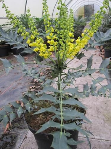 Lomariablättrige Mahonie - Mahonia lomariifolia - 30-40cm
