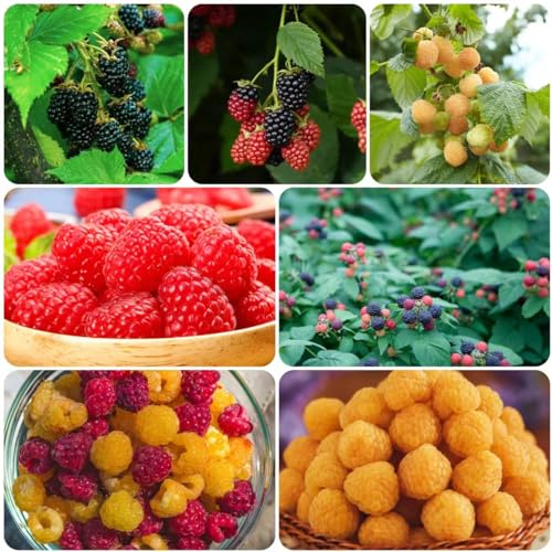 100 pcs himbeeren pflanzen bio samen - bio saatgut frisches obst,Rubus Idaeus,himbeersamen Himbeere baumsamen exotische früchte bäume garten winterhart säulenobst obst frisch dachbegrünung
