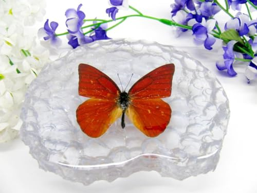 In Kunstharz gegossene Schmetterlinge, Insekten, Skorpione und mehr. Briefbeschwerer, Icemountain, nicht scharfkantig (Schmetterling 22)