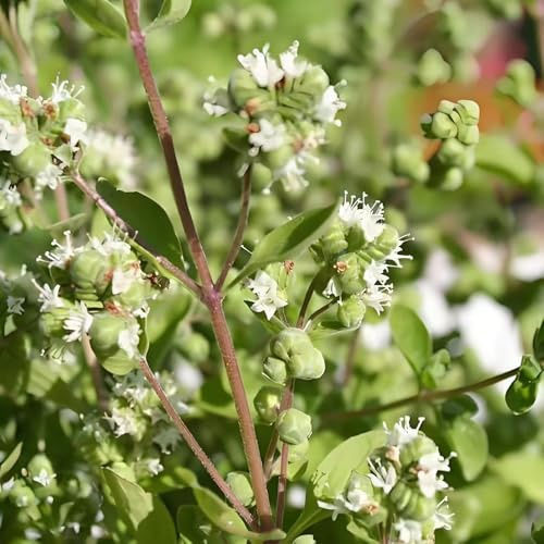 mejorana de interior raras semillas de mejorana Cultivo hortalizas invierno jardín invierno cocina balcón e invernadero sostenibles 60semillas