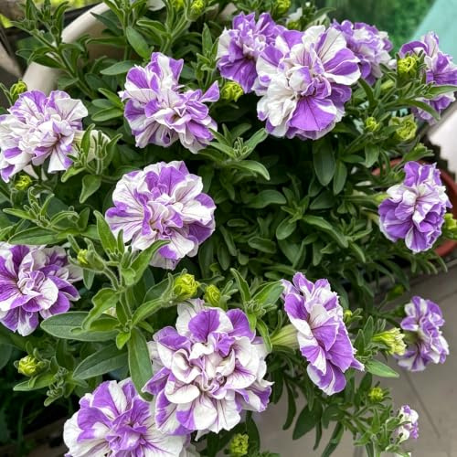 semillas de petunia colgantes de jardín de balcón Decoración 300pcs