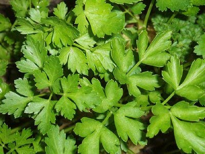 Dirt Goddess Super Seeds~ Organic Parsley Seeds (1 Lb)
