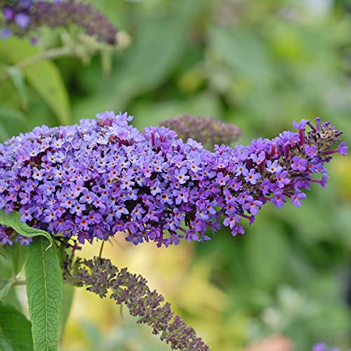 Buddleja Davidii Purple Emperor Butterfly Bush Hardy Shrub 1x 10 Litre Potted Plants by Thompson & Morgan