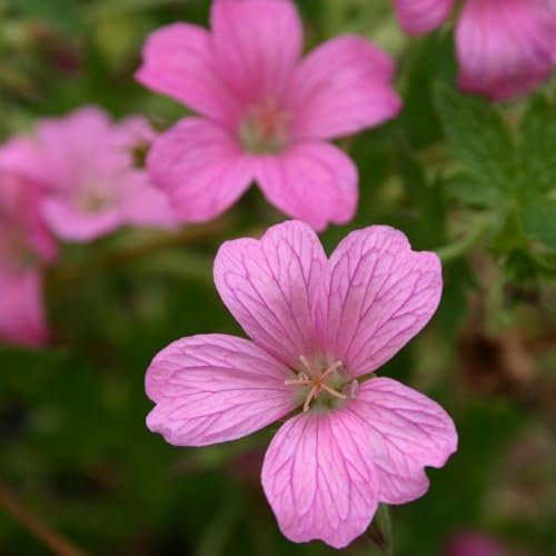 Plant Theory Wargrave Pink Cranesbill Perennials Flowering Plants Geranium × Oxonianum 2L Pot