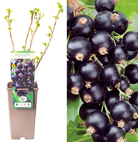 Blackcurrant Ribes Ben Connan | Hardy Fruit Plant Shrub | 30-50cm Potted