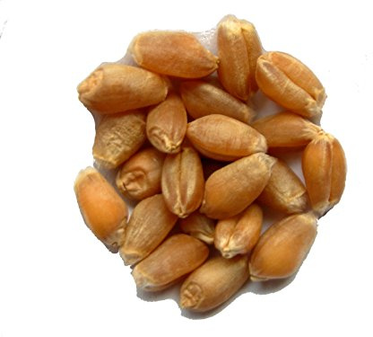 Blé d´Hiver AB - 100 grammes - Triticum Aestivum - Wheat - (Engrais Vert) - SEM03
