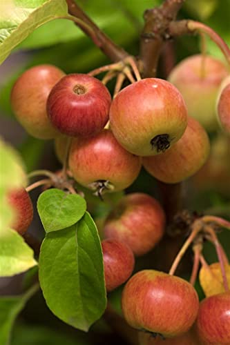 Malus 'Evereste' 80–100 cm – Winterhart, Mehrjährig, Pflegeleicht – Zierapfel – Solitärbaum für Garten & Vorgarten