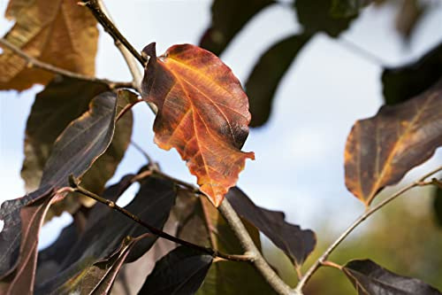 Eisenholzbaum Parrotia persica Vanessa 80-100 cm winterhart