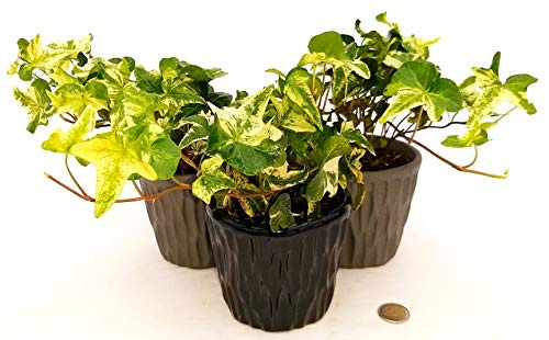 POWERS TO FLOWERS - EDERA HELIX WHITE MEIN HERTZ TRIS, set 3 pezzi IN VASO CERAMICA NERA CON SPATOLATURA IN RILIEVO, Piante vere-