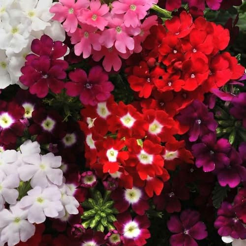 Buy4seeds 420 Seeds Trailing Verbena Mix Verbena pendula Easy to Grow