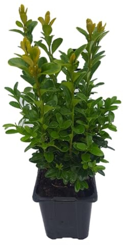 50 x Pflanze „Buchsbaum“ (Buxus sempervirens) 20-25 cm Strauch – immergrün, winterhart, ideal für Garten & Kübel – kompakt & pflegeleicht