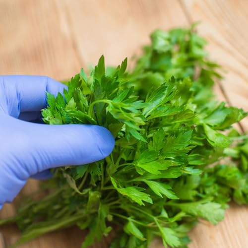 semi di prezzemolo perenne resistente di medicinali di prezzemolo biologico giardino, esotico, resistenti 100pcs