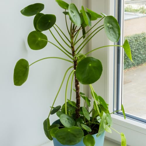 Pilea peperomioides, glückstaler, deko wohnzimmer Chinesischer Geldbaum seltene rankpflanze dekoration blumenstauden gartenblumen mehrjährig indoor gewächshaus balkon hochbeete für 80samen