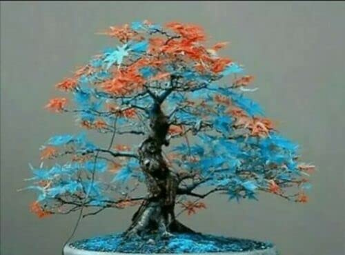 Nuovo Ahorn Semi Semi di Albero Bonsai 20 Stück Mehrfarbig