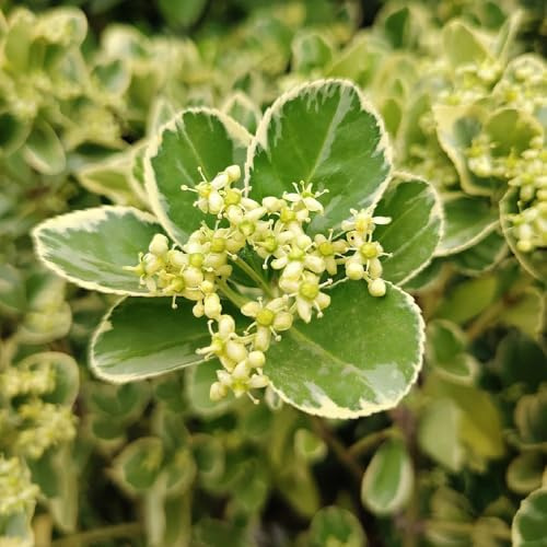 bosso semi di Buxus sinica arredamento del soggiorno giardino resistente da giardino perenni resistenti resistenti in vaso da esterno acquistare interno 100semi
