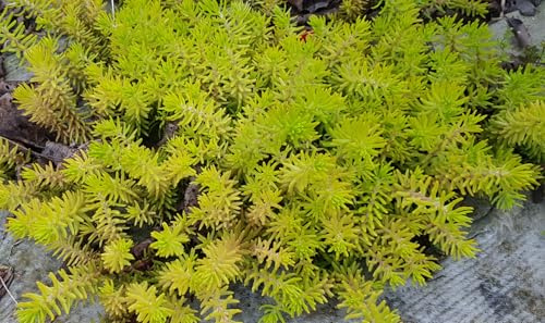 Sedum reflexum (=rupestre) 'Angelina' / Orpin des rochers jaune/Conteneur de 2 à 2.9 litres/Succulente