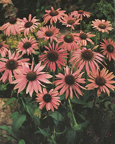 3 Echinacea purpurea Sonnenhut 3 Wurzelstücke Staude Winterhart