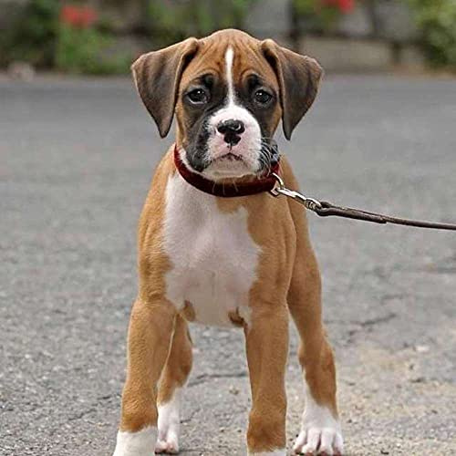 TAKKDWYZL 5D Diamond Painting Kit, DIY 5D Diamond Painting Kits für Erwachsene Kinder Boxer Hund Welpe Malerei Kreuzstich Kunsthandwerk für Wohnwanddekoration