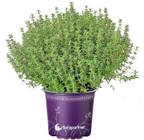 Italienischer XL Thymian (Thymus vulgaris) – Aromatische, kräftige Freilandpflanze im 14 cm Topf | florapartner | Perfekt für Küche & Garten, 1 Stück