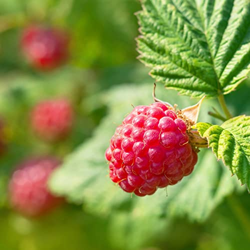Himbeere Glen Ample Sommergrüne Rubus idaeus Glen Ample in 2 Litertopf