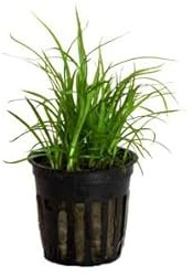 Cyperus Zumula Natural Hierba para Gatos y Felinos - Planta Ornamental