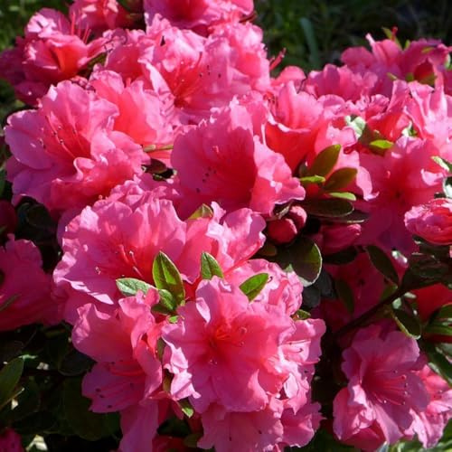 Rhododendron 'Chipmunk' - Compact Evergreen Azalea Shrub with Small Pink Flowers – 1x 3 Litre Potted Plant by Thompson & Morgan