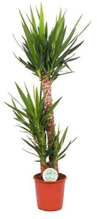 Yucca Elephantipes – Ø 24 cm – 125 cm