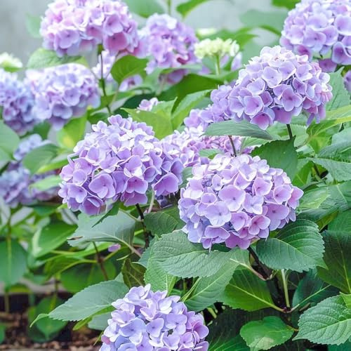 Semillas de hortensias, de siembra de otoño decoración de jardín para exterior Las de jardín son resistentes 20pcs