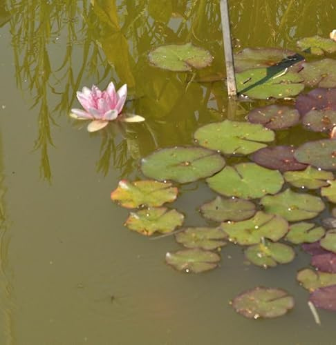 Seerose Fabiola - Nymphaea - lebende Gartenpflanze aus den Baumschulen