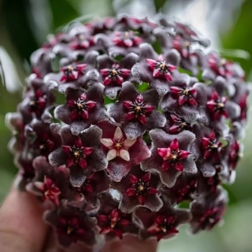 Hoya,de porcelana - Decoración orgánica balcónde cera jardín semillas pradera semillas tapizantes, resistentes al invierno 200semillas
