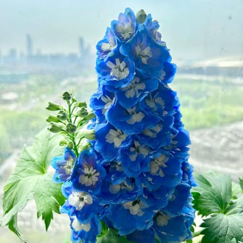 semillas de delphinium silvestre, cortadas Consolida ajacis, mariposas exóticas otoño resistentes variedades antiguas resistentes 350pcs
