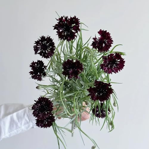 Semi di fiordaliso, semi di copertura del terreno resistenti Centaurea ciano, semi di campo da giardino 250pcs