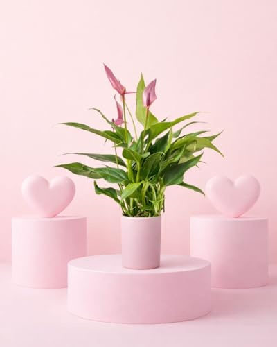 PUR PLANT Anthurium Lilly Pink | Planta con Flor Natural de Interior | Decorativa y Elegante | Mini Maceta Cerámica Rosa | Maceta de Ø 9 cm