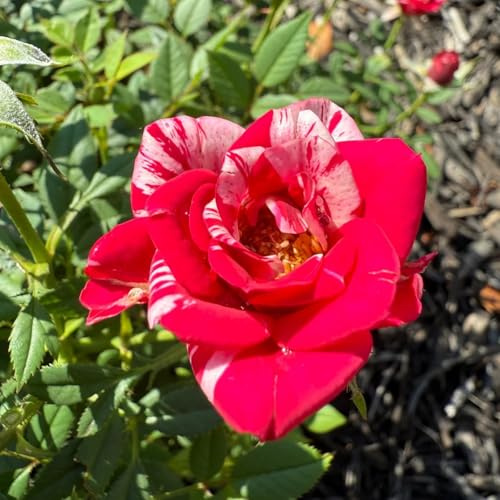 Rosas rayadas/¡De rápido crecimiento! Abundante floración: incluso los principiantes pueden crear un hermoso jardín con ellas-1 PCS-H