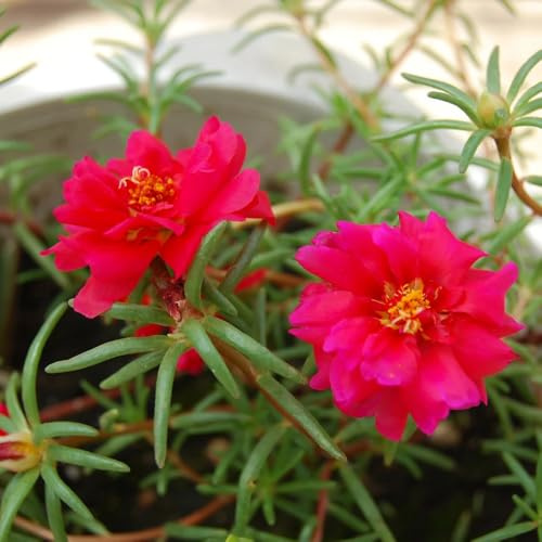 rosa Portulaca de balcón en decoración de sala estar balcón Cubresuelos resistentes semillas, exóticas exterior resistentes 50Semillas