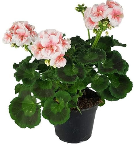 Geranio Rosa DECOALIVE Planta Natural para Terraza y Jardín