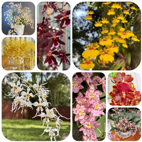 semi di orchidea oncidium - resistenti per aiuole rialzate primaverile, selvatici, ombra decorazione 60pcs